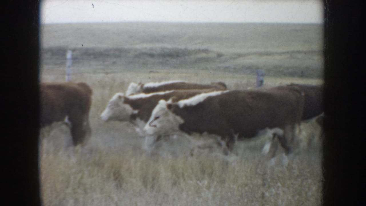 1953 South Dakota home-movie frame showing brown-and-white cattle crossing open prairie grassland near simple fence posts.