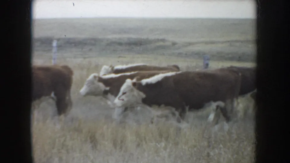 1953 South Dakota home-movie frame showing brown-and-white cattle crossing open prairie grassland near simple fence posts.