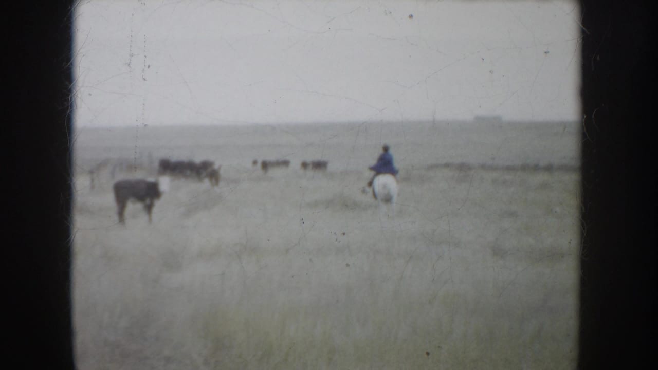 Wide 1953 South Dakota home-movie view of a distant horseback rider moving cattle across open prairie grassland.