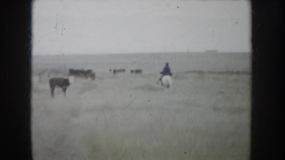 Wide 1953 South Dakota home-movie view of a distant horseback rider moving cattle across open prairie grassland.