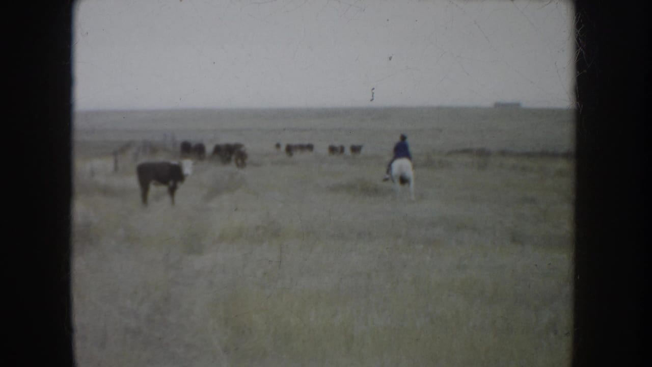 1953 South Dakota 8mm frame showing a rider in a blue shirt on horseback moving cattle across open prairie.
