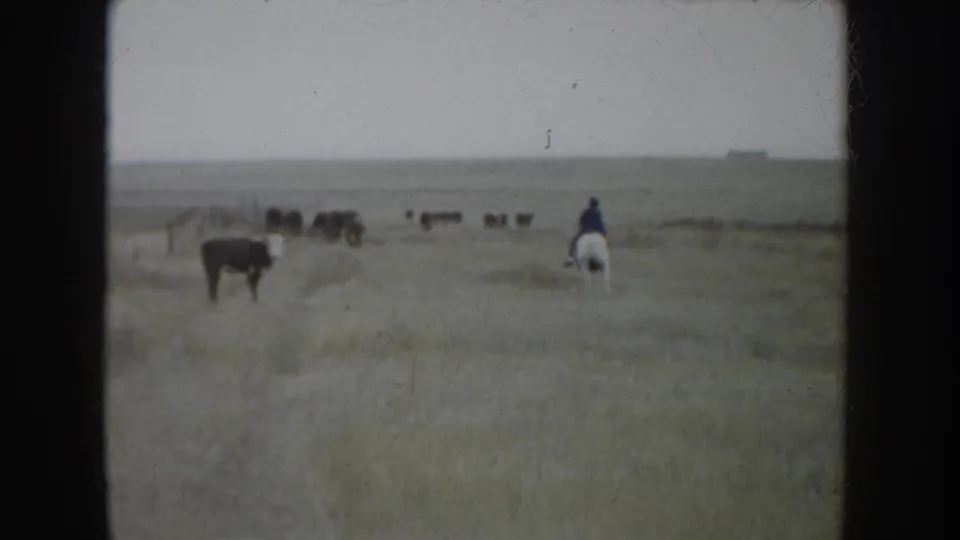 1953 South Dakota 8mm frame showing a rider in a blue shirt on horseback moving cattle across open prairie.