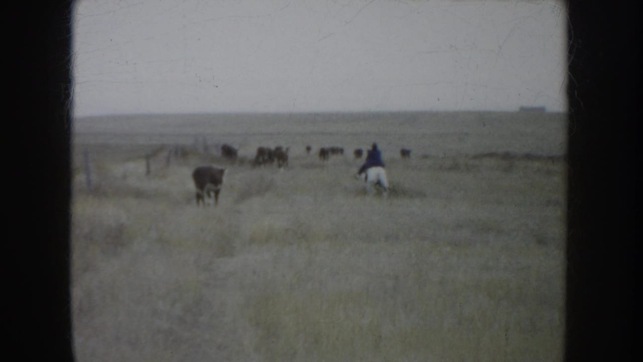 A distant cowboy on horseback appears to guide cattle across South Dakota prairie in 1953 home-movie footage.