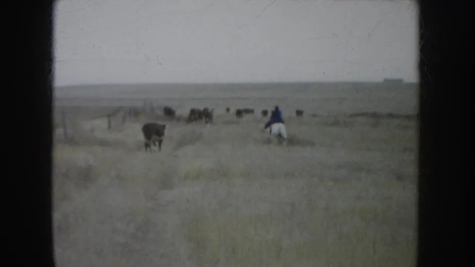 A distant cowboy on horseback appears to guide cattle across South Dakota prairie in 1953 home-movie footage.