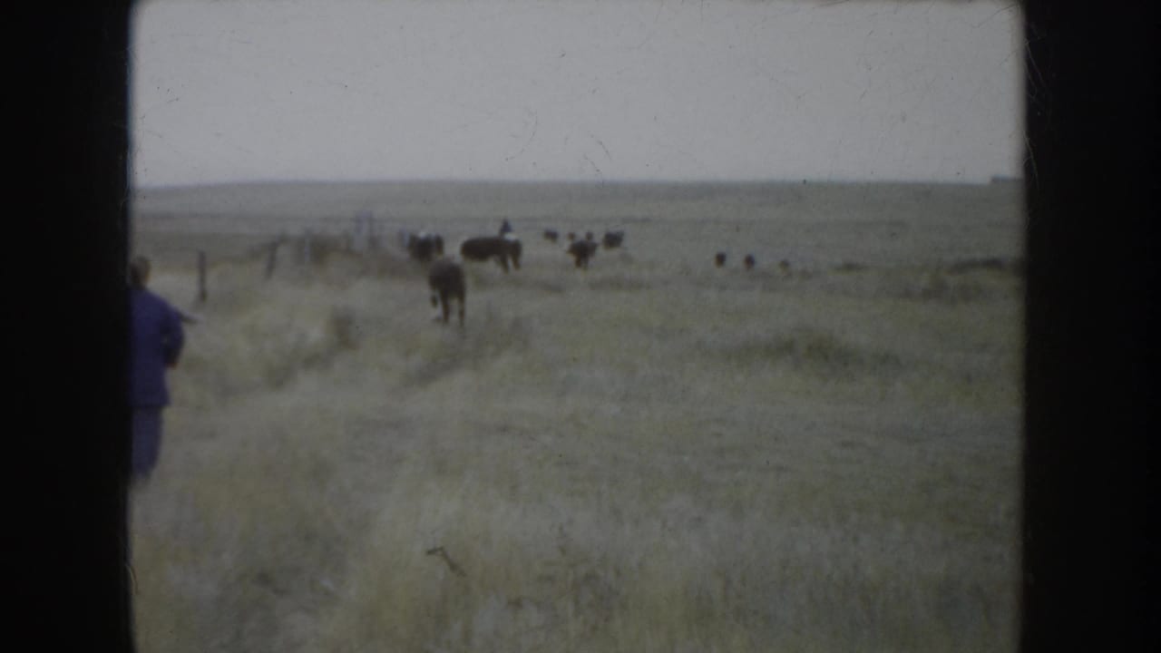 South Dakota prairie cattle scene with distant animals, fence posts, and a partial figure at the left edge of the 8mm frame.