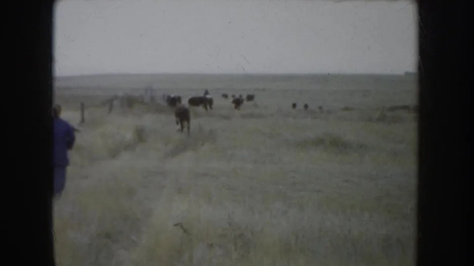 South Dakota prairie cattle scene with distant animals, fence posts, and a partial figure at the left edge of the 8mm frame.