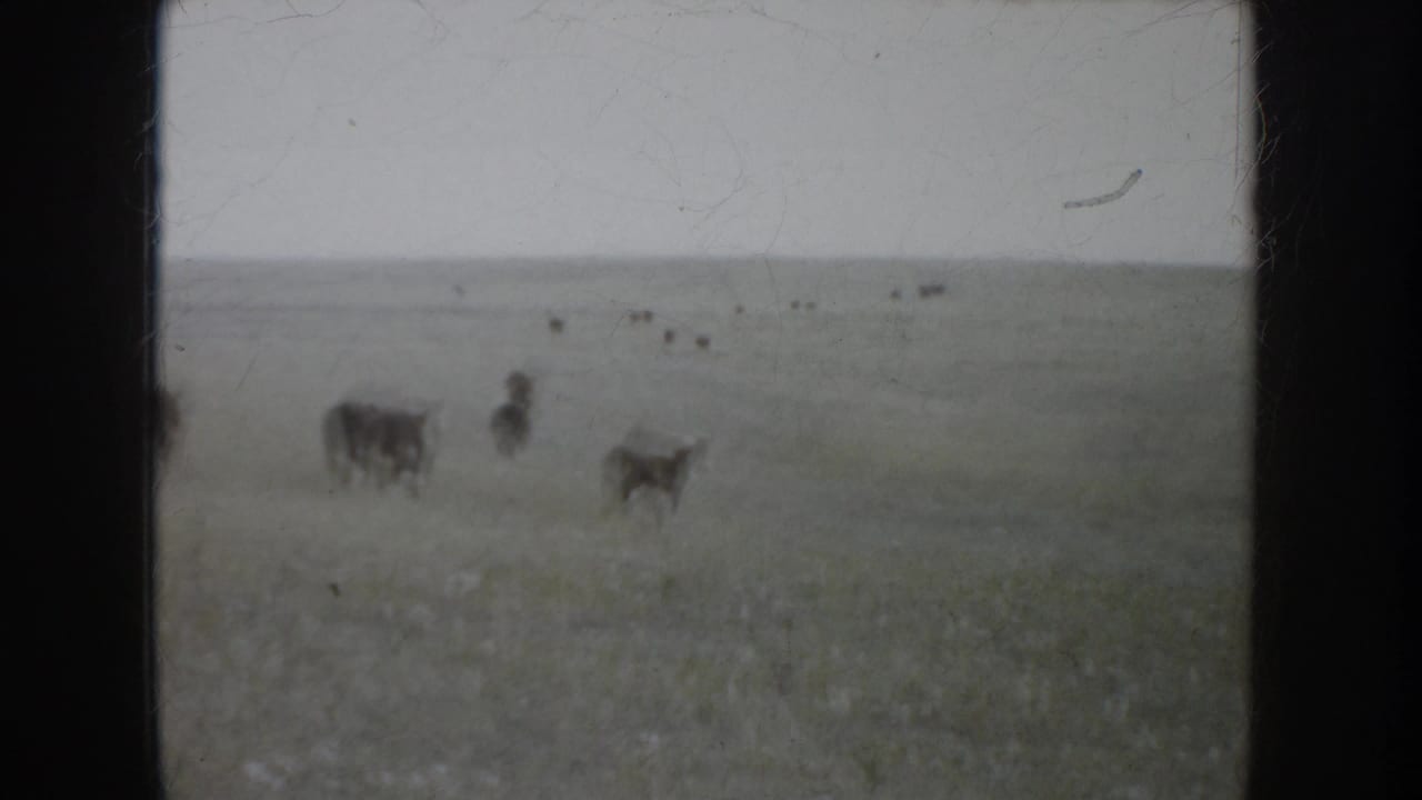 Final 1953 South Dakota 8mm frame showing cattle dispersed across muted prairie grass under a gray sky.