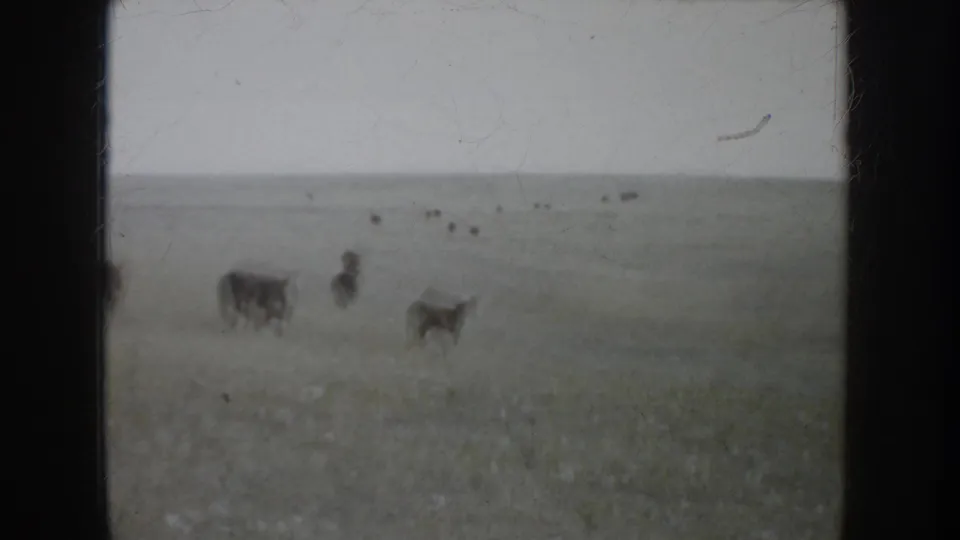 Final 1953 South Dakota 8mm frame showing cattle dispersed across muted prairie grass under a gray sky.