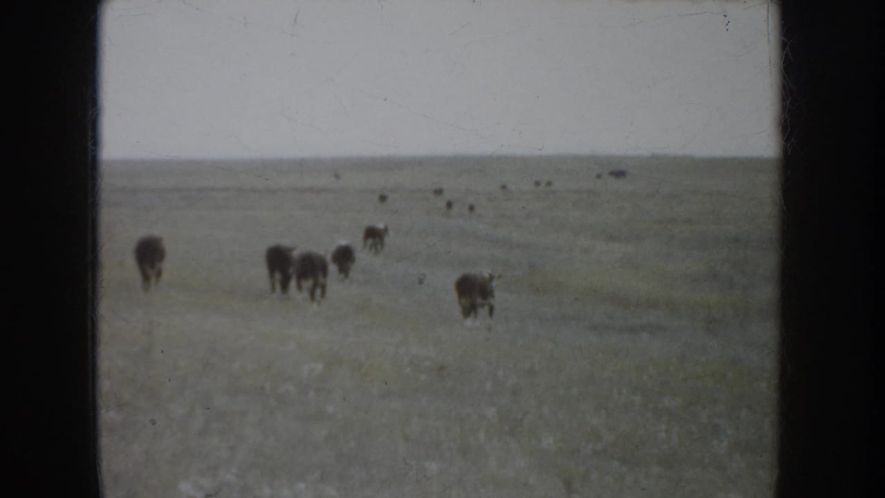 1953 South Dakota home-movie frame showing cattle spread across open prairie grass beneath a pale overcast sky.