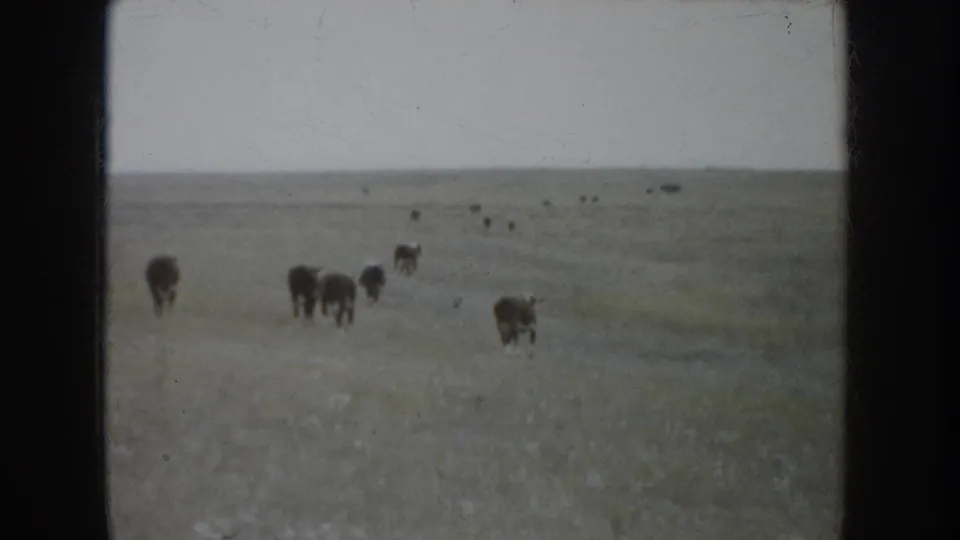 1953 South Dakota home-movie frame showing cattle spread across open prairie grass beneath a pale overcast sky.