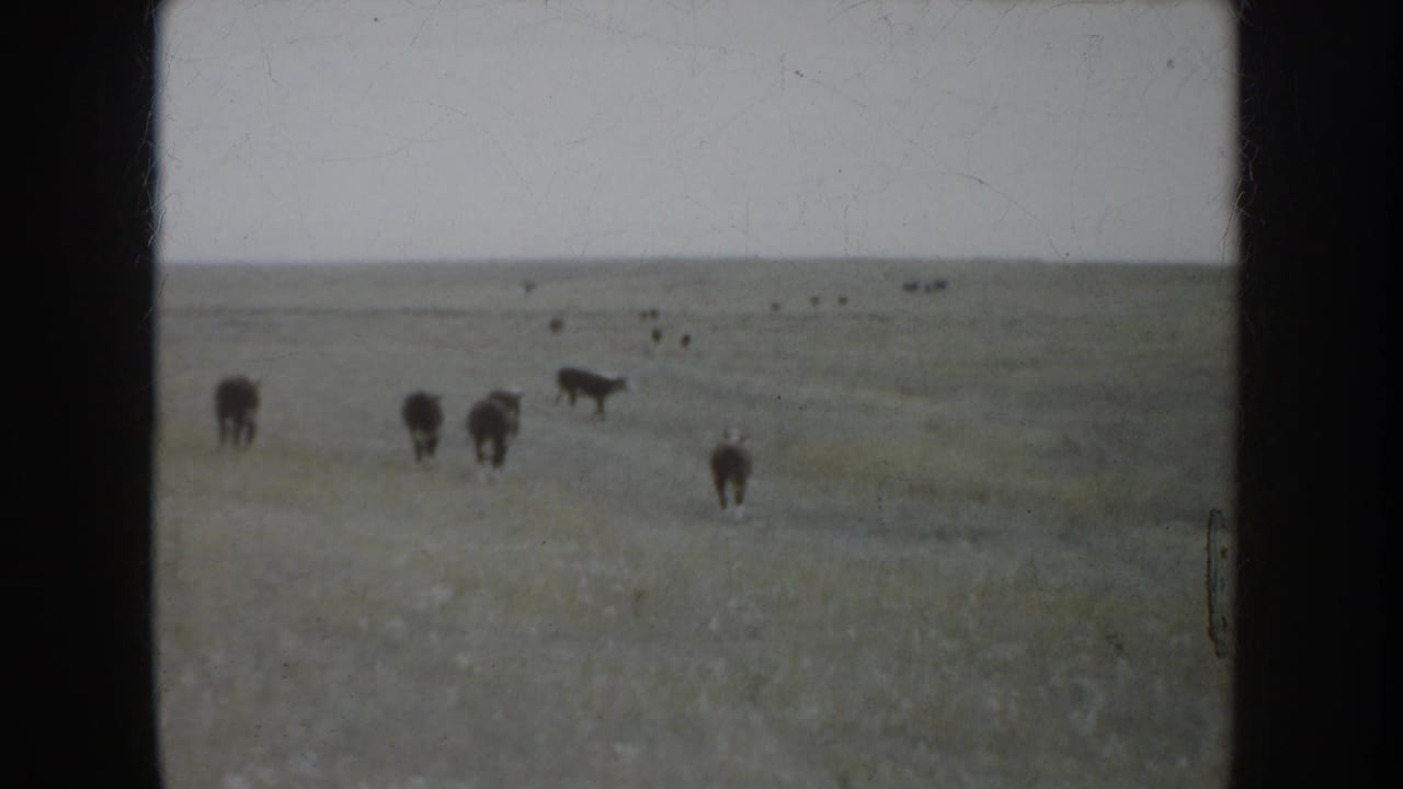 Cattle appear at varying distances across the South Dakota prairie in a soft, faded 8mm home-movie frame.