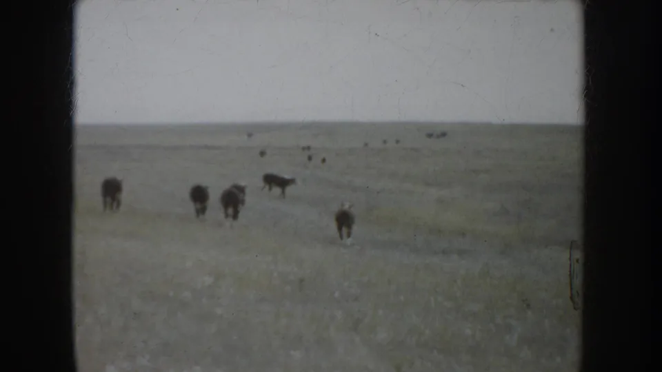 Cattle appear at varying distances across the South Dakota prairie in a soft, faded 8mm home-movie frame.