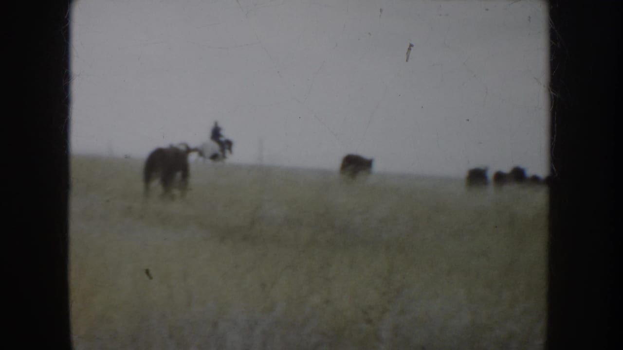 Distant horseback rider appears to guide cattle across South Dakota prairie in 1953 home-movie footage.