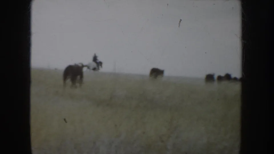 Distant horseback rider appears to guide cattle across South Dakota prairie in 1953 home-movie footage.