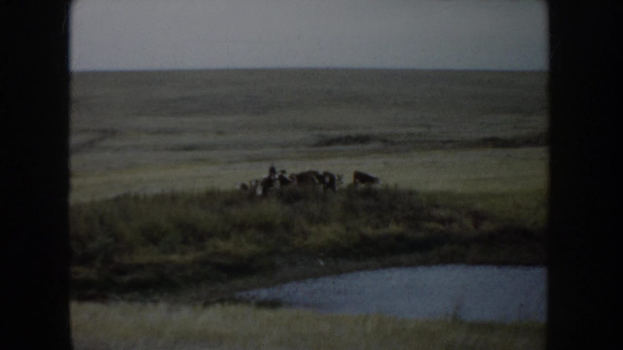 Cattle stand on a prairie rise above a small pond in South Dakota 1953 8mm footage.