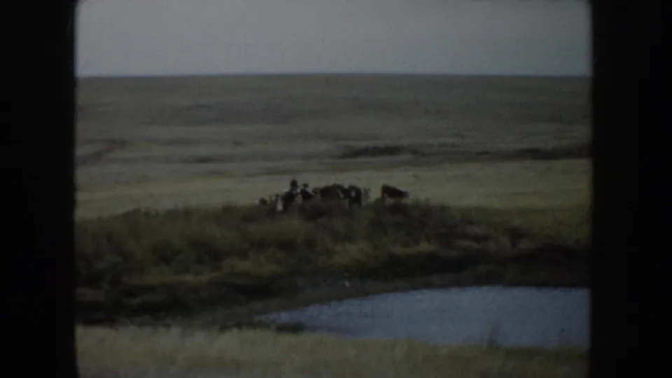 Cattle stand on a prairie rise above a small pond in South Dakota 1953 8mm footage.