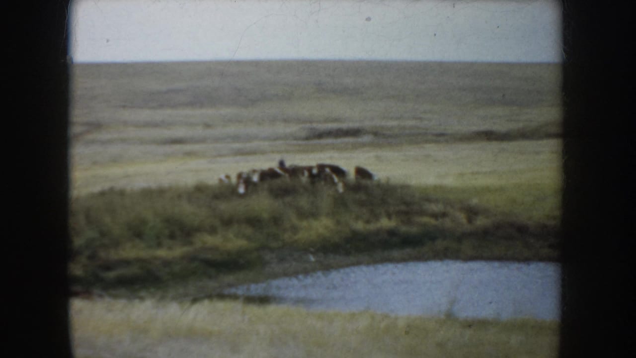 A distant group of cattle remains on open South Dakota prairie, with pond water visible below the hill.
