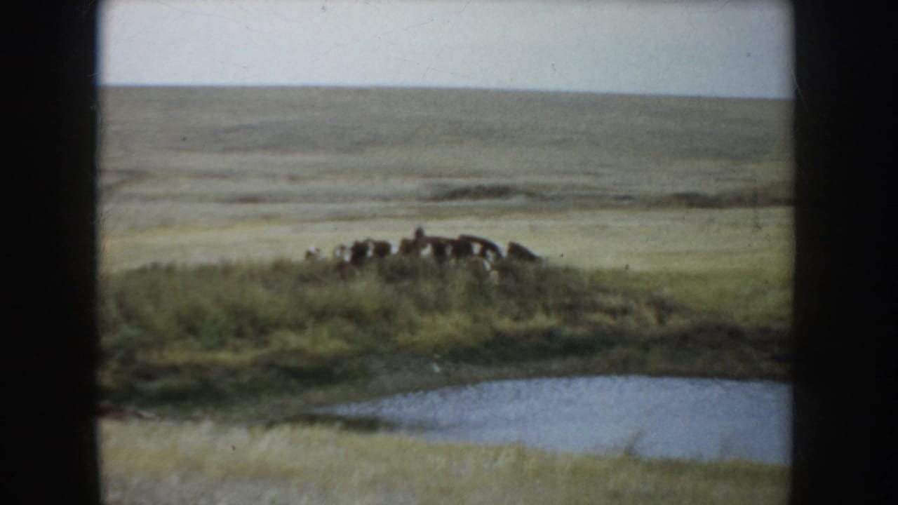 Cattle are silhouetted on a grassy prairie ridge above a pond in faded 1953 South Dakota 8mm film.