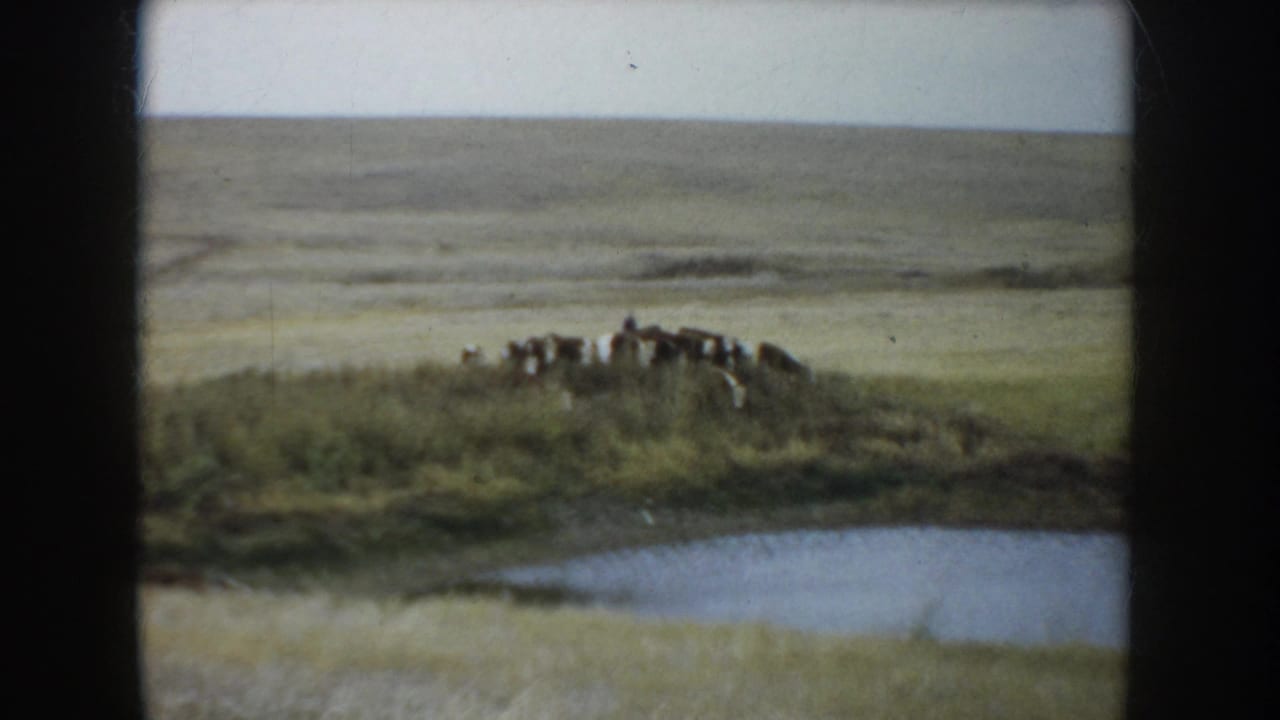 Cattle clustered near a small waterhole on open prairie.