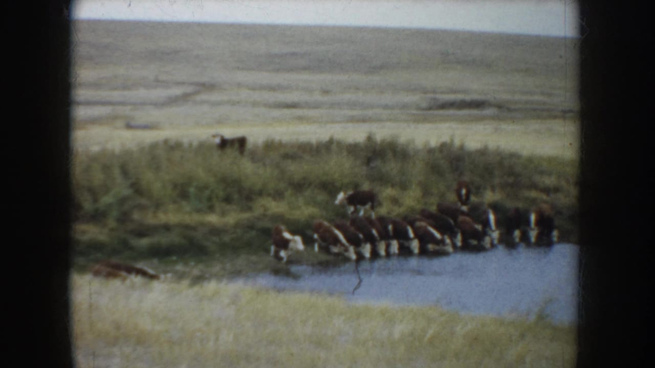 1953 South Dakota home-movie frame with cattle lined along a small waterhole in open grassland.
