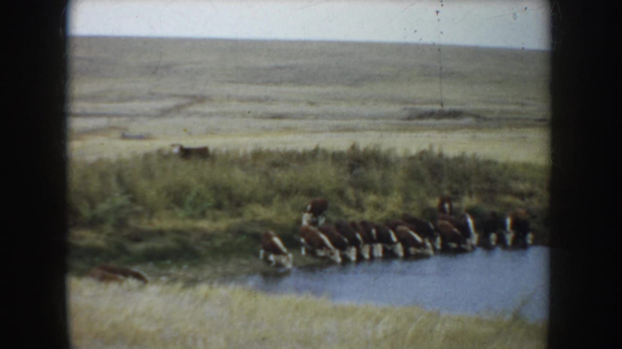 1953 South Dakota 8mm frame showing cattle at a waterhole with tall grass and open plains behind them.