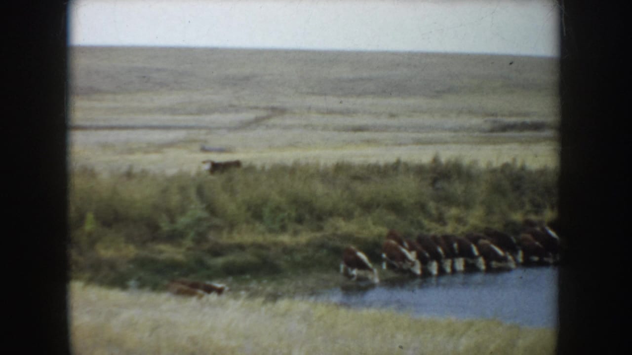 1953 South Dakota frame with cattle near the waterhole and broad prairie stretching behind them.
