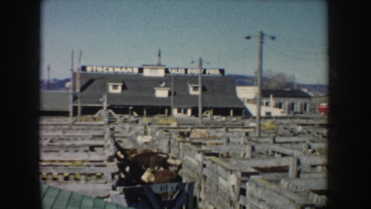 1953 South Dakota 8mm frame showing wooden livestock pens, an animal in a chute, utility poles, and a signed building in the distance.