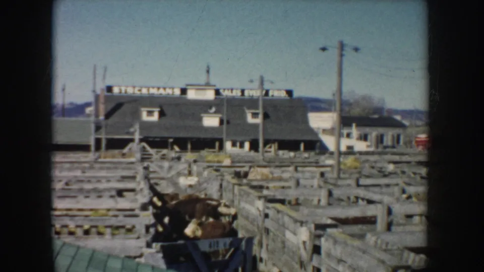 1953 South Dakota 8mm frame showing wooden livestock pens, an animal in a chute, utility poles, and a signed building in the distance.