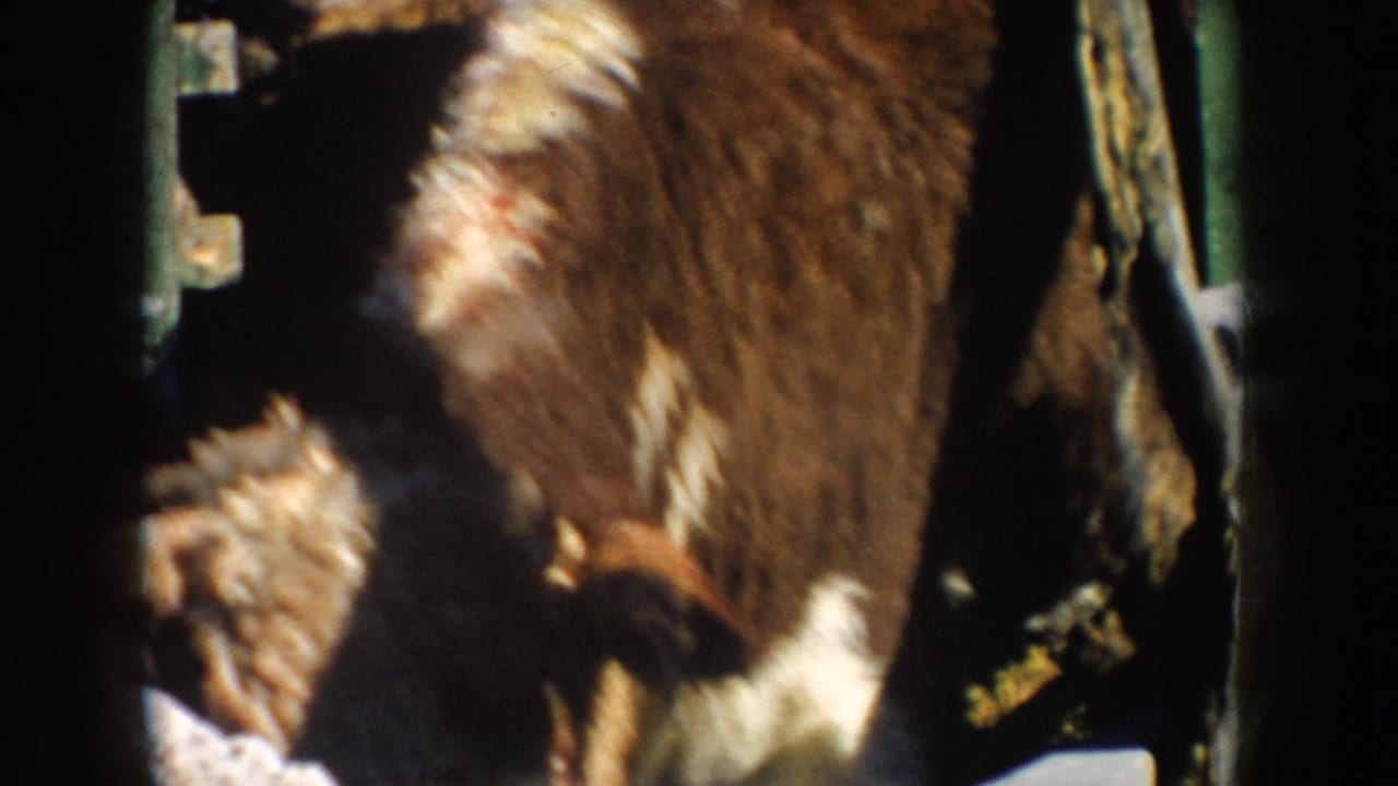 Close-up 8mm frame of a brown-and-white cow near the livestock-yard fence.