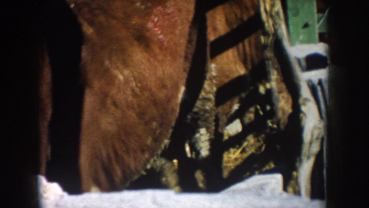 Close view of cattle beside wooden rails and a green structural post.
