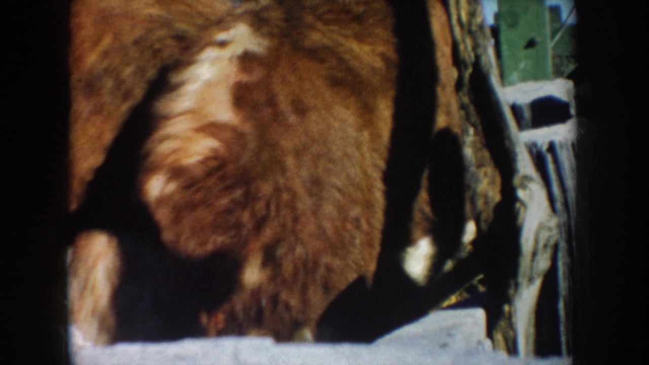 1953 South Dakota home-movie frame with the rear of a brown and white cow near rough barn rails and dark shadow.