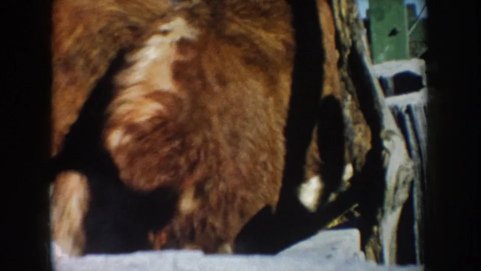 1953 South Dakota home-movie frame with the rear of a brown and white cow near rough barn rails and dark shadow.