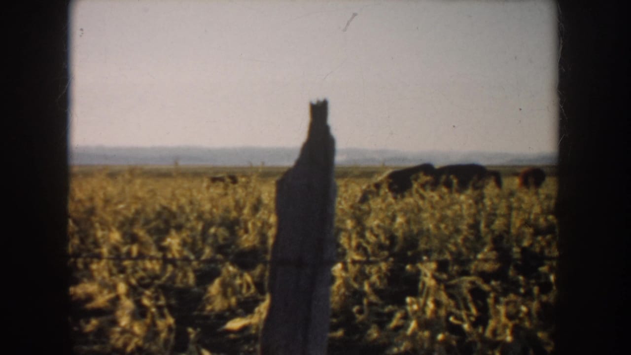 1953 South Dakota pasture view with a rough wooden fence post in the foreground and cattle grazing across a dry field.