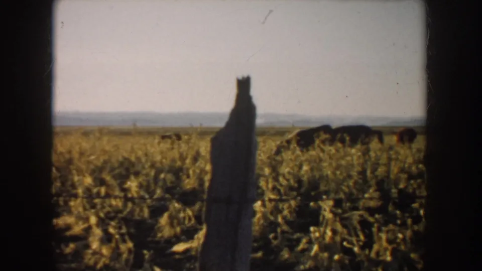 1953 South Dakota pasture view with a rough wooden fence post in the foreground and cattle grazing across a dry field.