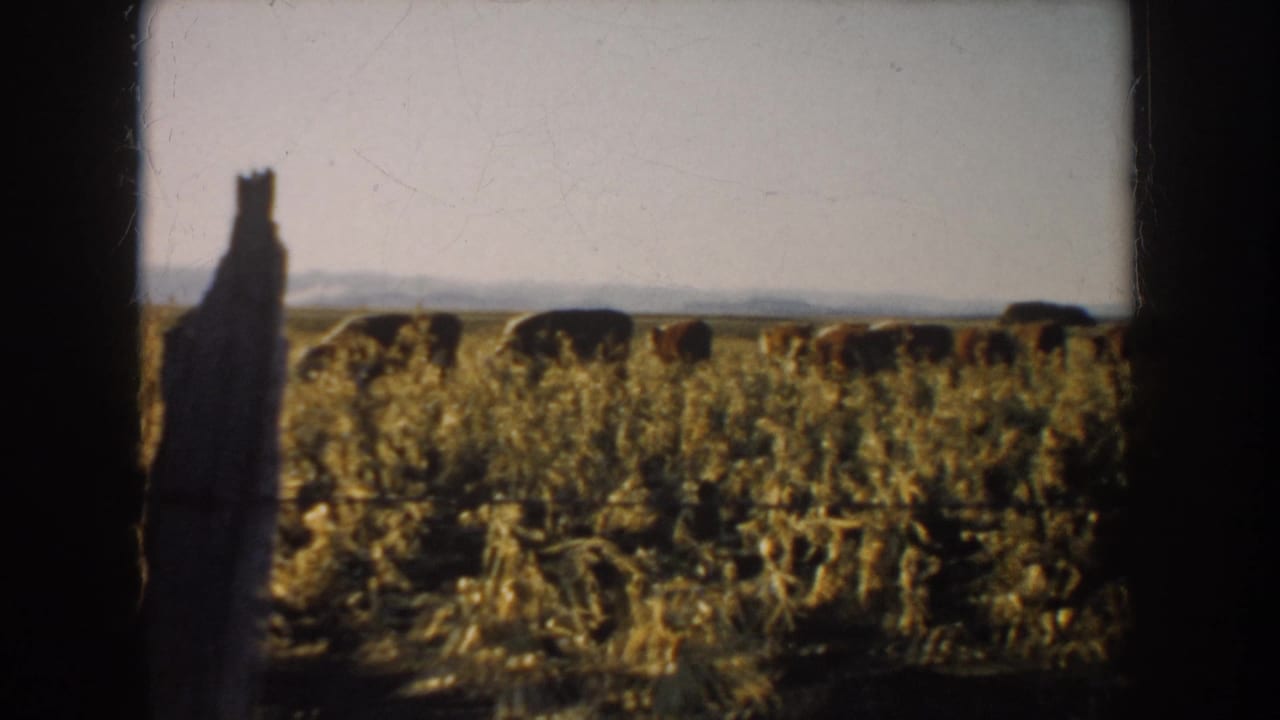 South Dakota home-movie frame from 1953 showing cattle spread across dry pasture behind a weathered wooden post.