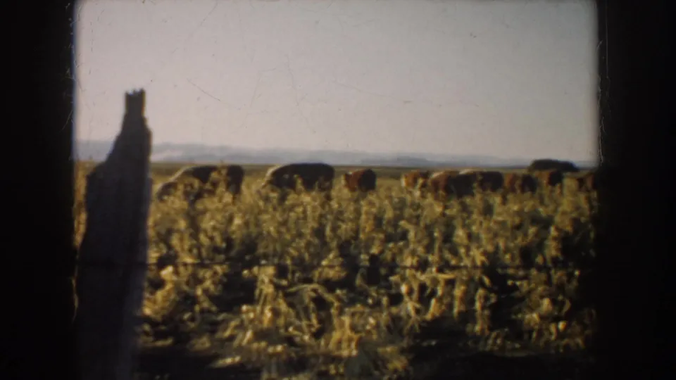 South Dakota home-movie frame from 1953 showing cattle spread across dry pasture behind a weathered wooden post.