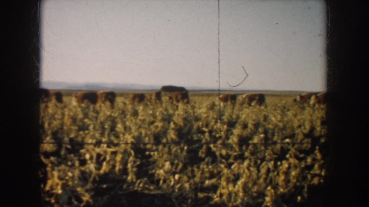 1953 South Dakota rural frame showing cattle grazing across a dry pasture with low horizon and open sky.