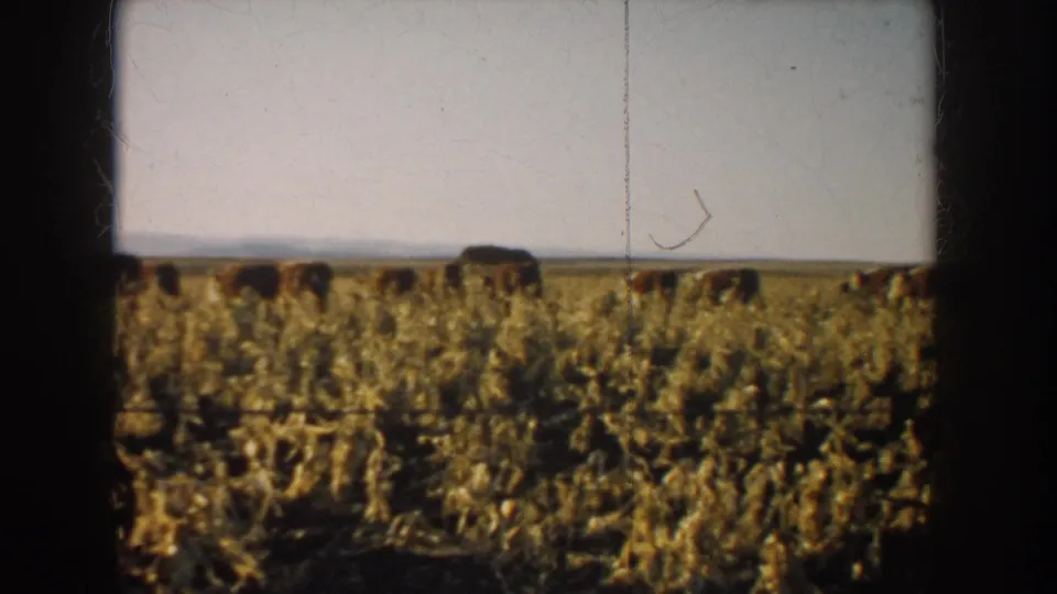 1953 South Dakota rural frame showing cattle grazing across a dry pasture with low horizon and open sky.