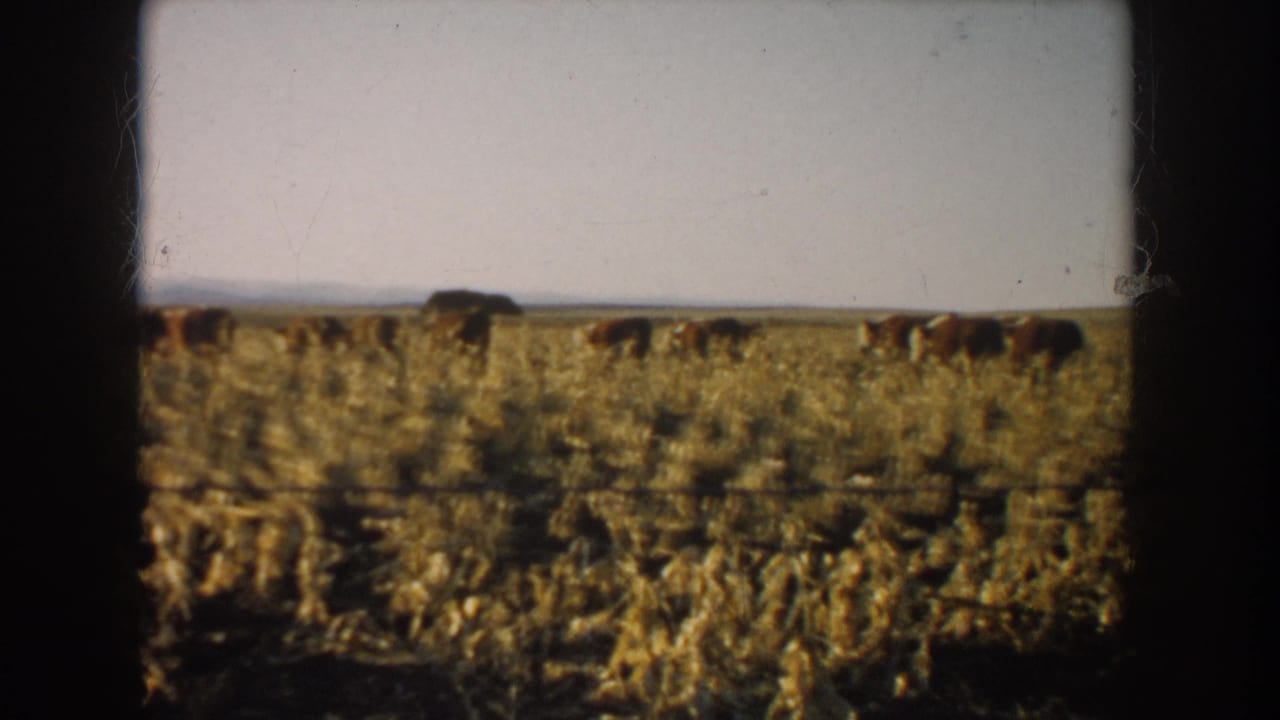 Cattle graze among corn stalks behind a wire fence under a pale sky.