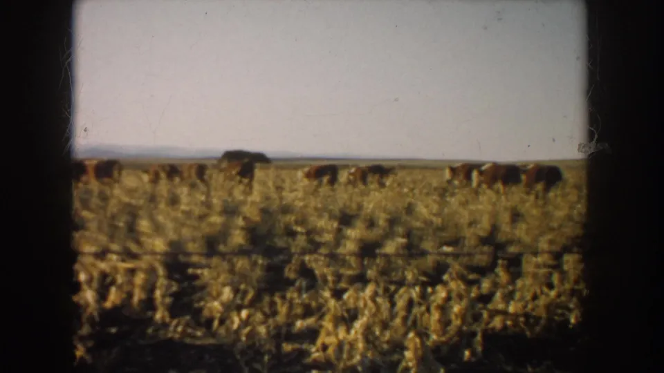 1953 South Dakota home-movie frame showing cattle in a harvested cornfield beyond a barbed wire fence.
