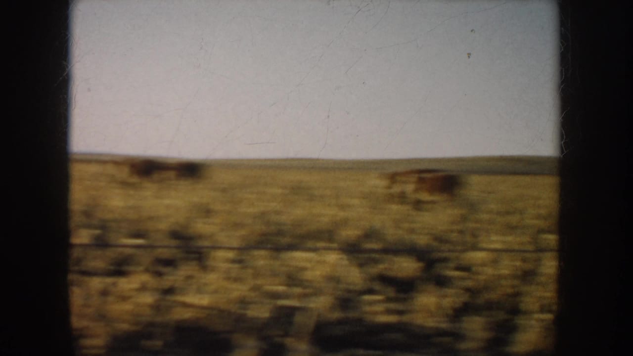 Cattle appear across an open field with a fence line in the foreground.