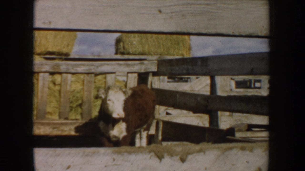 Calf partly visible behind a wooden pen with hay bales and field beyond.