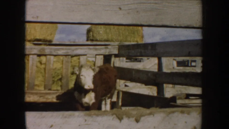 1953 South Dakota farm footage shows a brown-and-white calf partly hidden behind a wooden pen, with hay bales and field behind it.