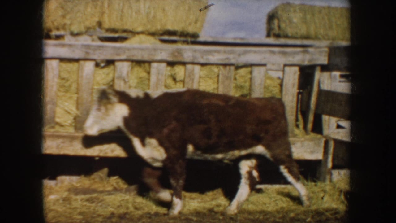 Brown-and-white calf walking past a wooden fence and stacked hay bales.