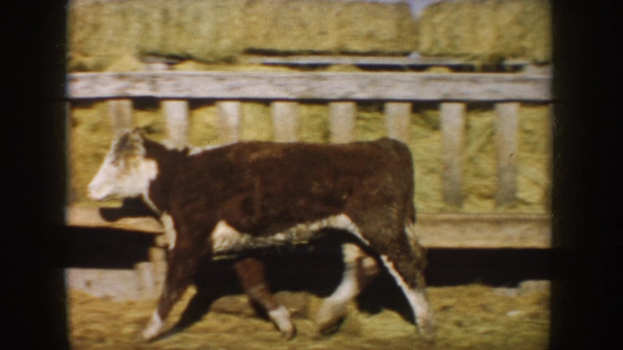 The calf crosses the frame in profile in a South Dakota farm pen, with stacked hay bales and wooden rails behind it.