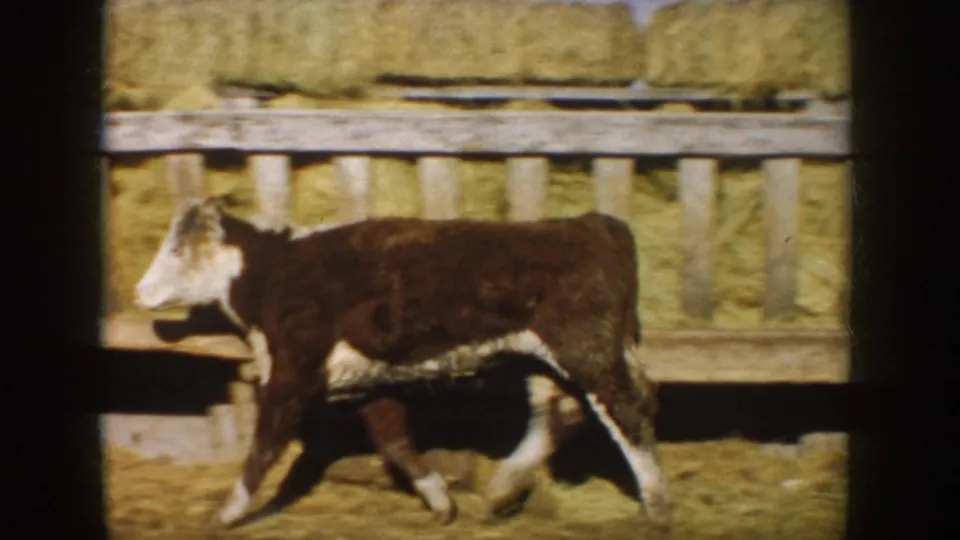 The calf crosses the frame in profile in a South Dakota farm pen, with stacked hay bales and wooden rails behind it.