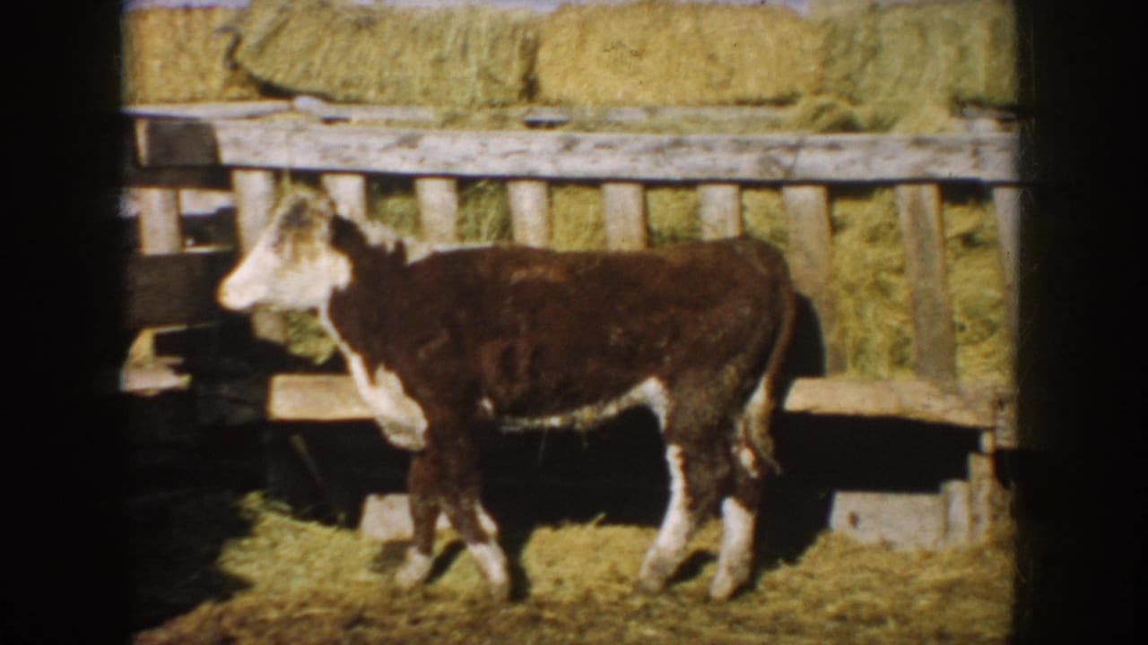 A brown-and-white calf pauses or slows near a wooden fence in 1953 South Dakota farm footage, with hay bales stacked behind.