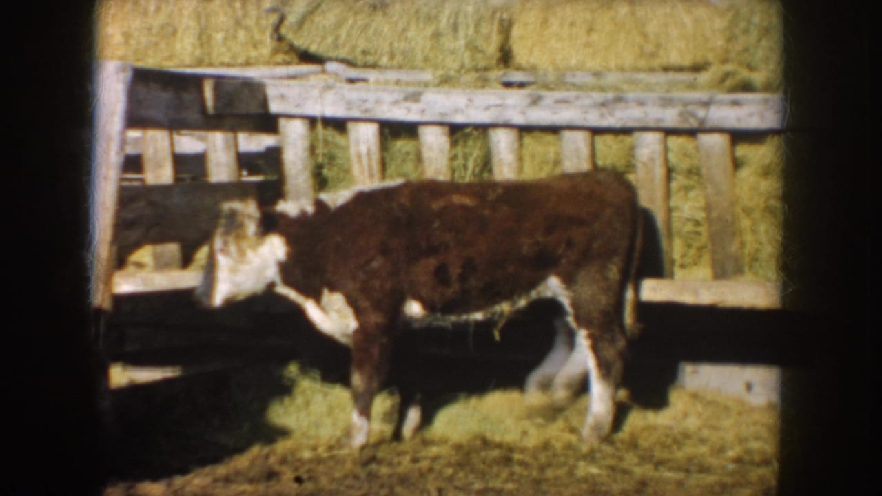 1953 South Dakota 8mm frame showing a brown-and-white calf near a wooden barnyard gate with stacked hay bales behind.