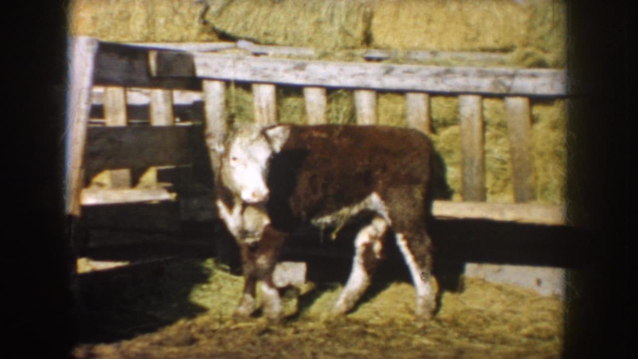 Brown-and-white calf turns in a sunlit South Dakota farmyard, with a wooden gate and hay bales visible behind it.