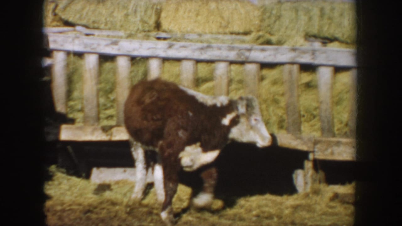 8mm home-movie frame of a calf paused near a rustic wooden gate in a straw-covered South Dakota barnyard.